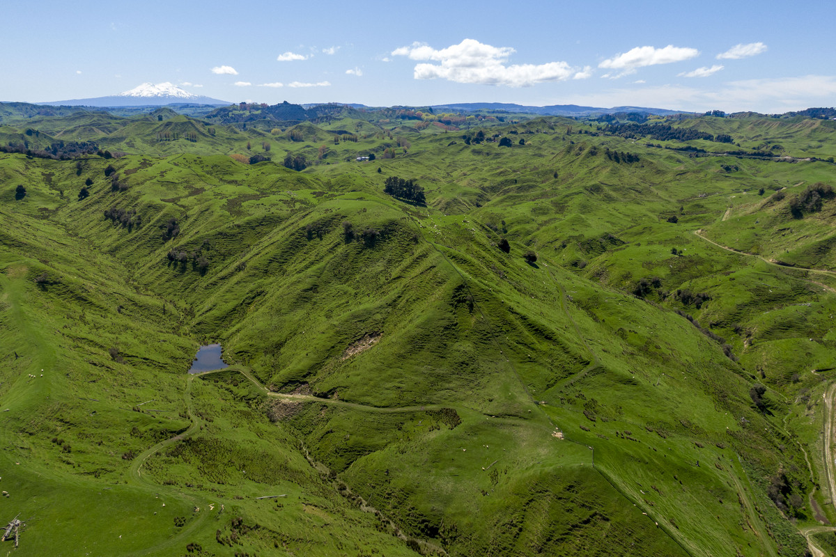 Strong Taihape Hill Country – 459 Hectares