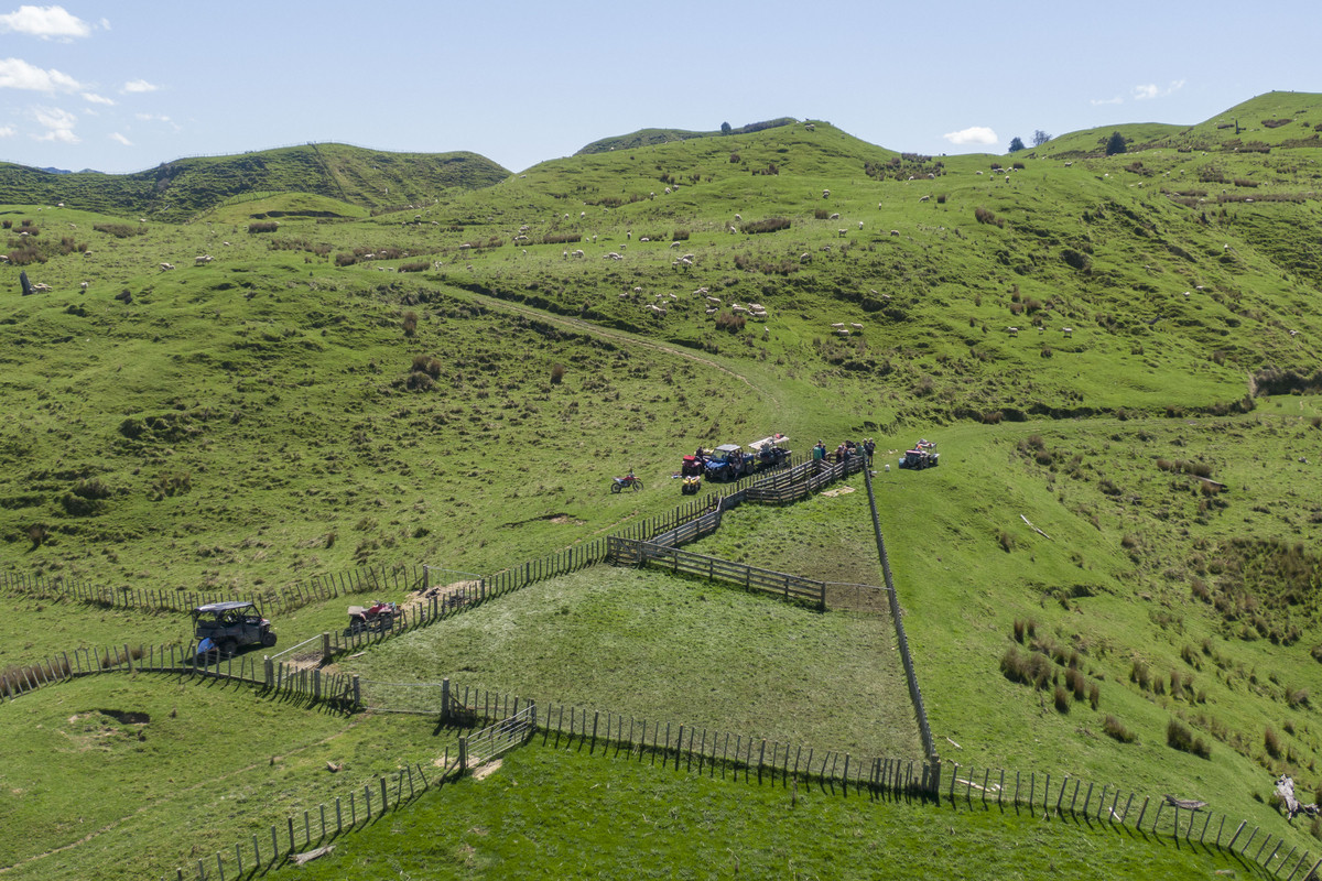 Strong Taihape Hill Country – 459 Hectares