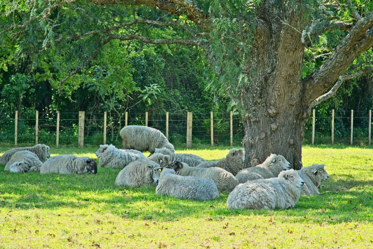 ‘Ngahere’- Perfection on Papatu