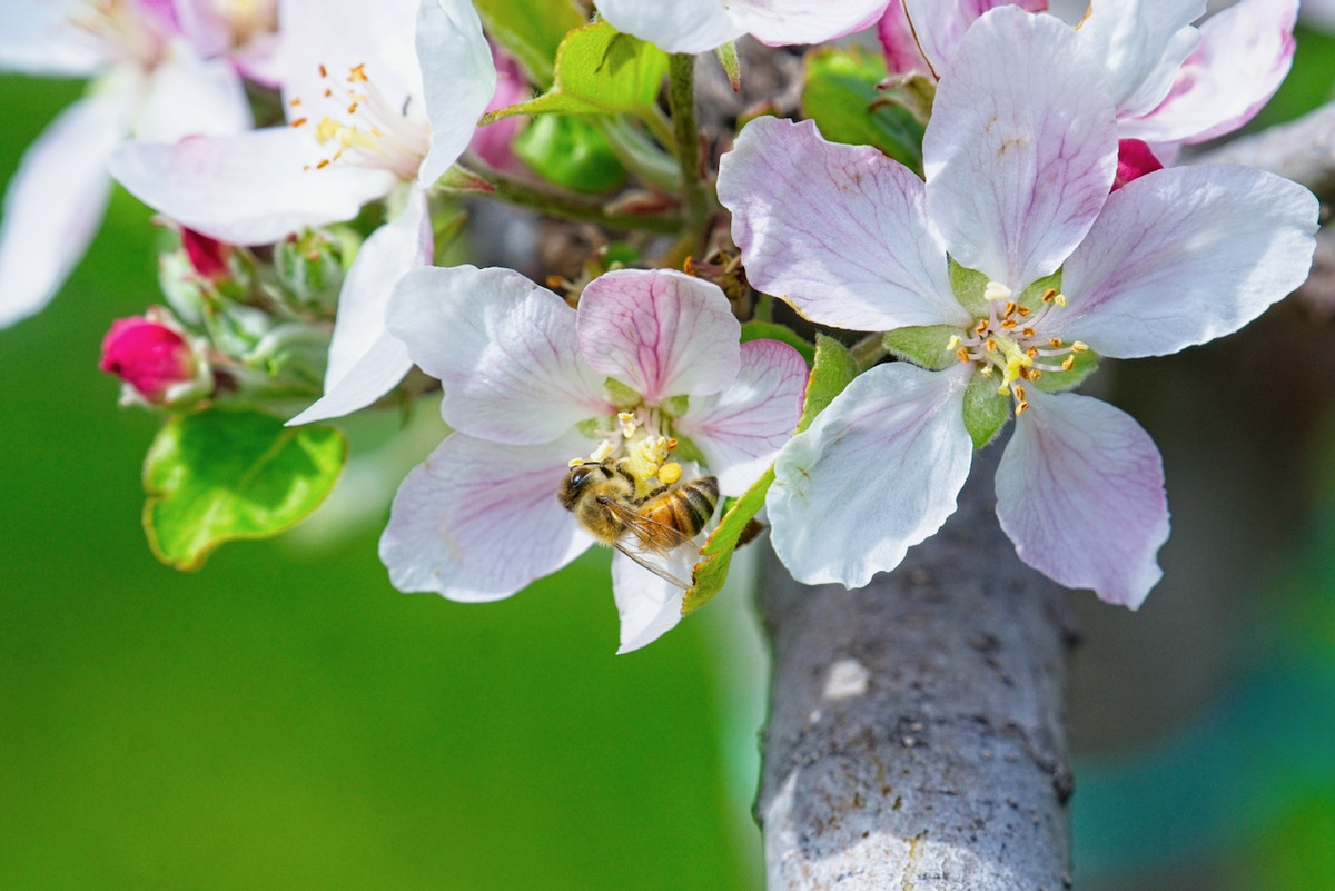 Productive horticultural landholding- 8ha's