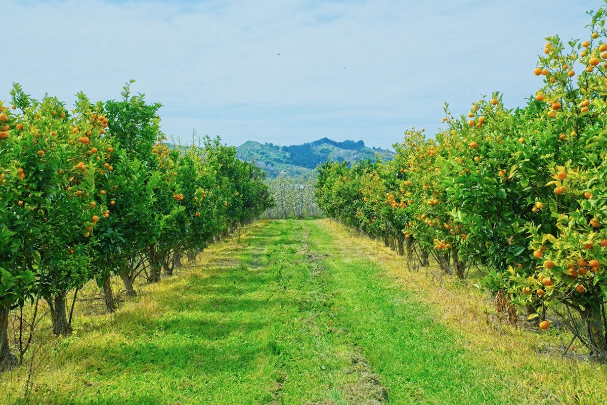 Productive horticultural landholding- 8ha's