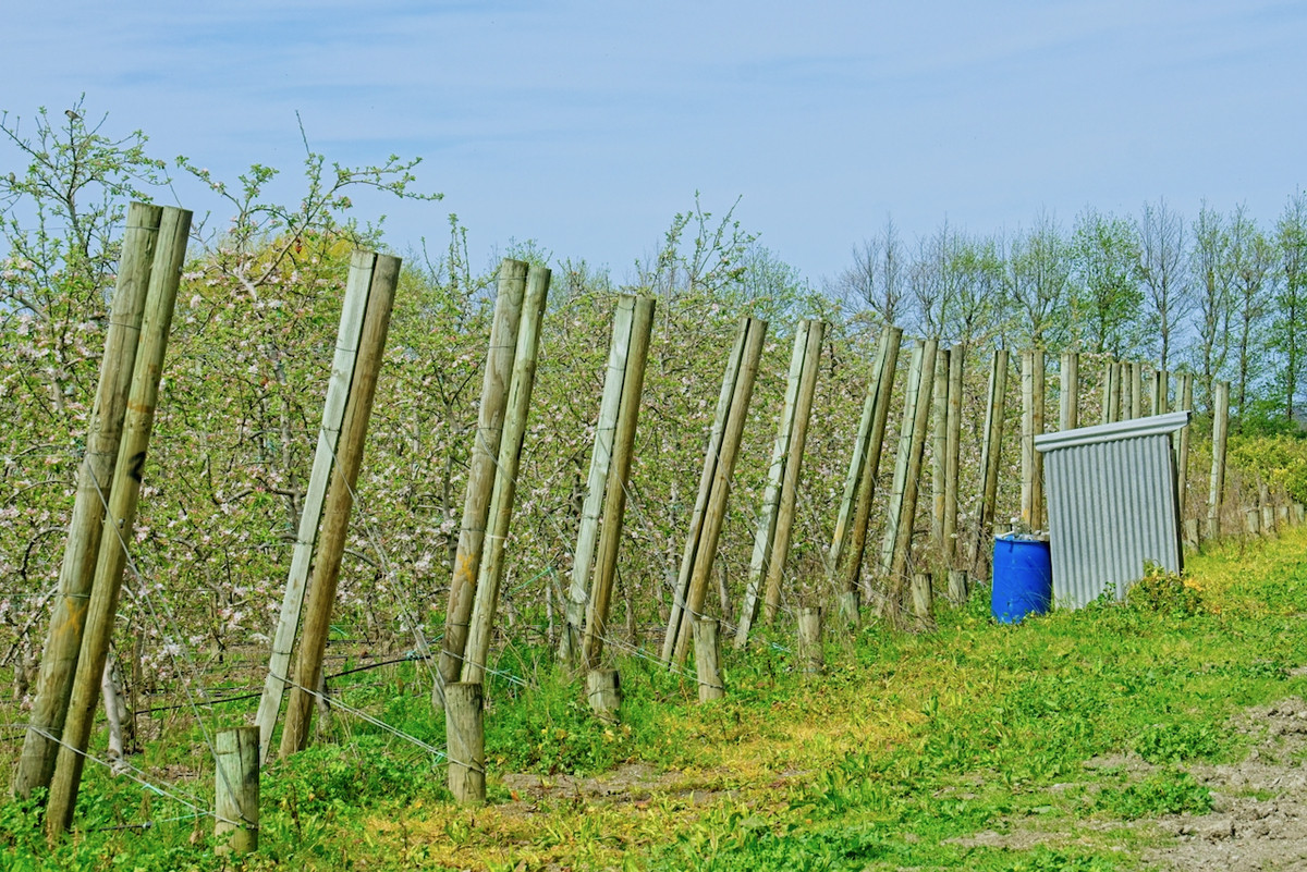 Productive horticultural landholding- 8ha's