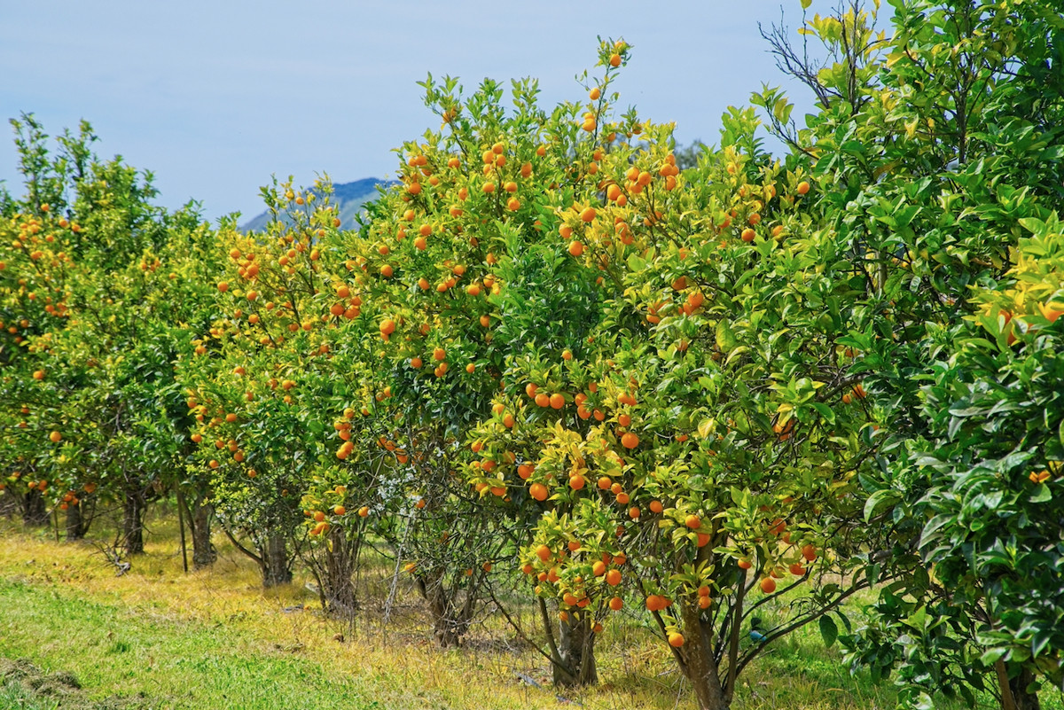 Productive horticultural landholding- 8ha's