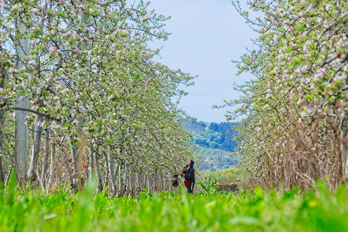 Productive horticultural landholding- 8ha's