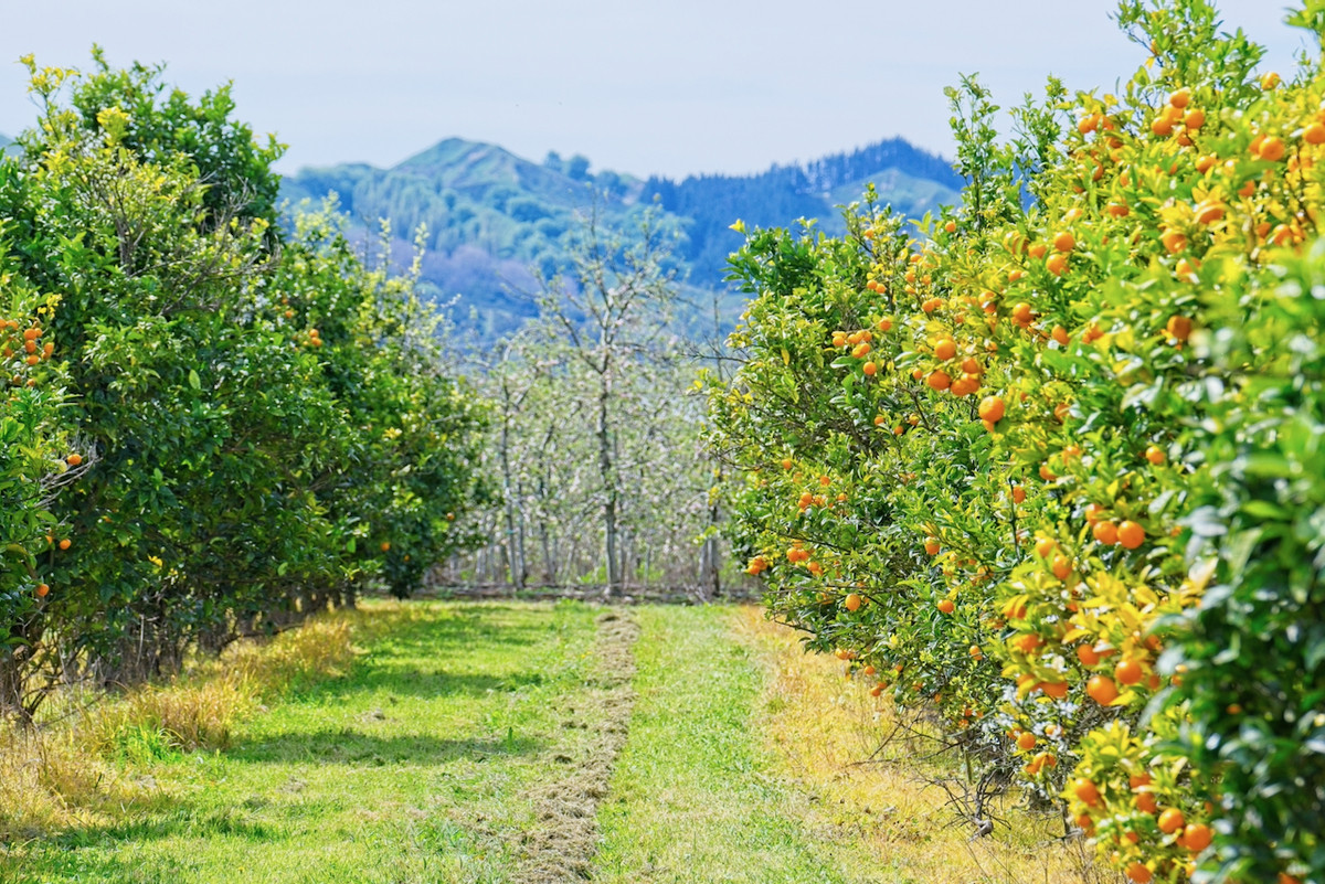 Productive horticultural landholding- 8ha's