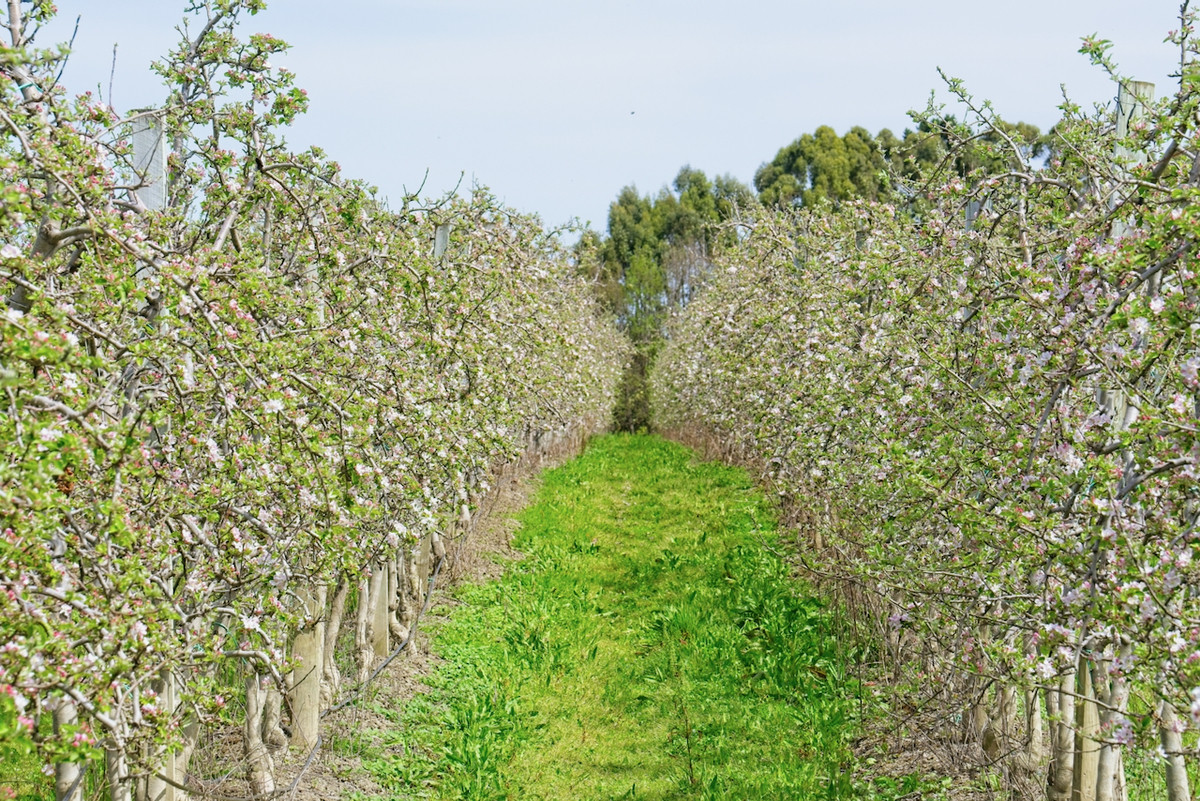 Productive horticultural landholding- 8ha's