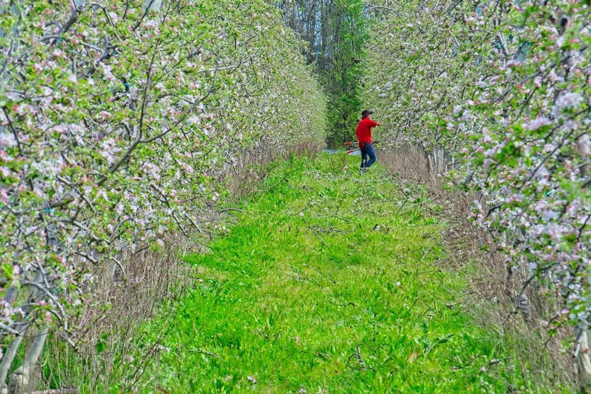 Productive horticultural landholding- 8ha's