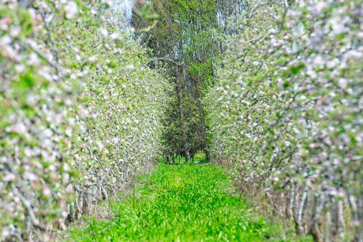 Productive horticultural landholding- 8ha's