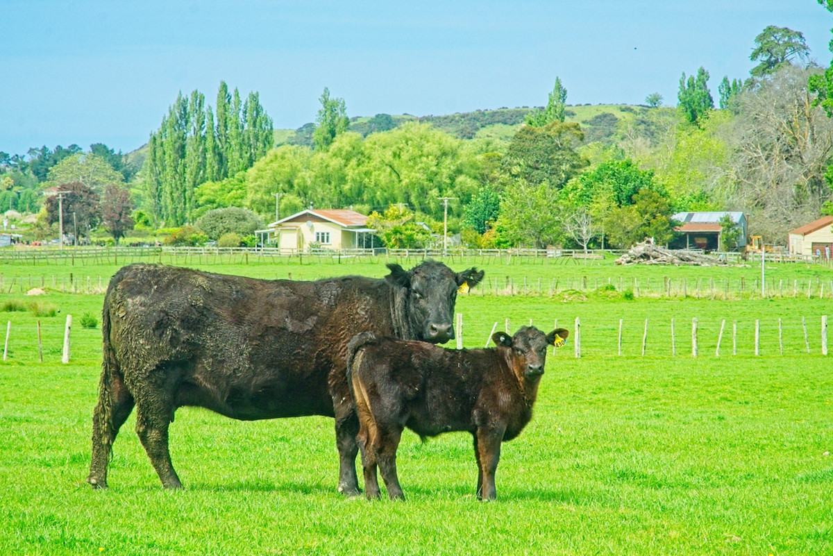 Make hay in Wairoa!