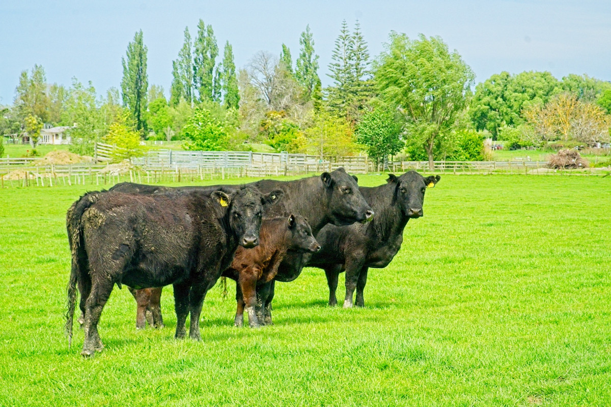 Make hay in Wairoa!