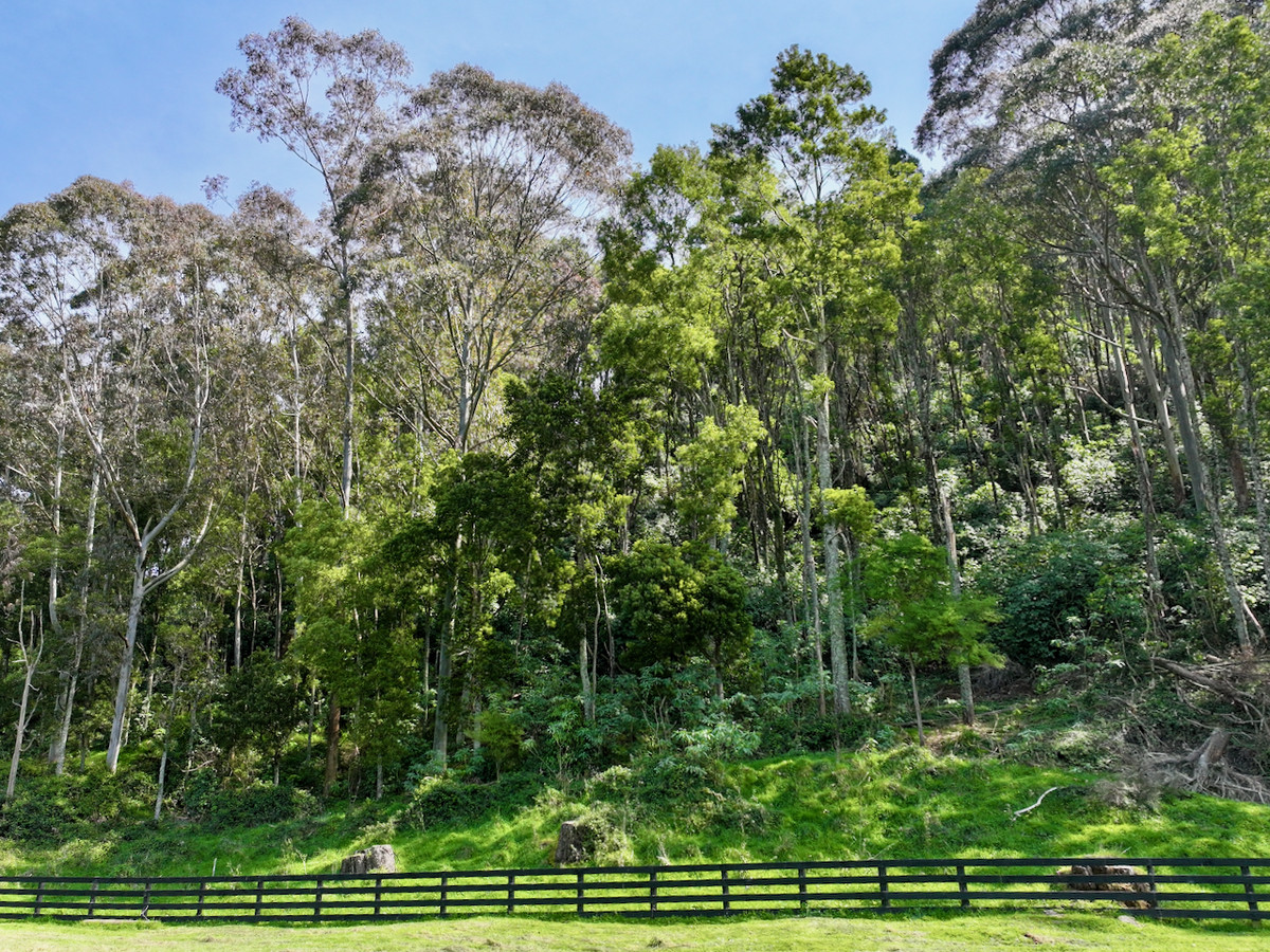 Bush retreat minutes from Ballance Street