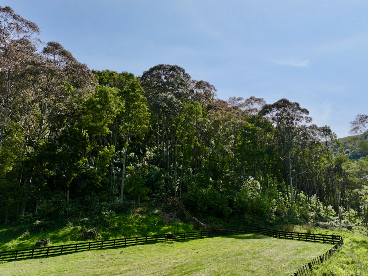 Bush retreat minutes from Ballance Street