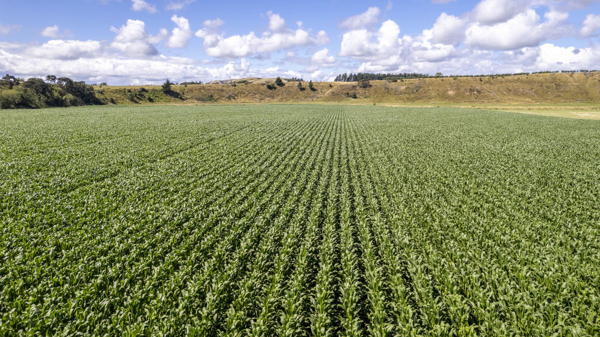 Fertile Soils in Sought after Location