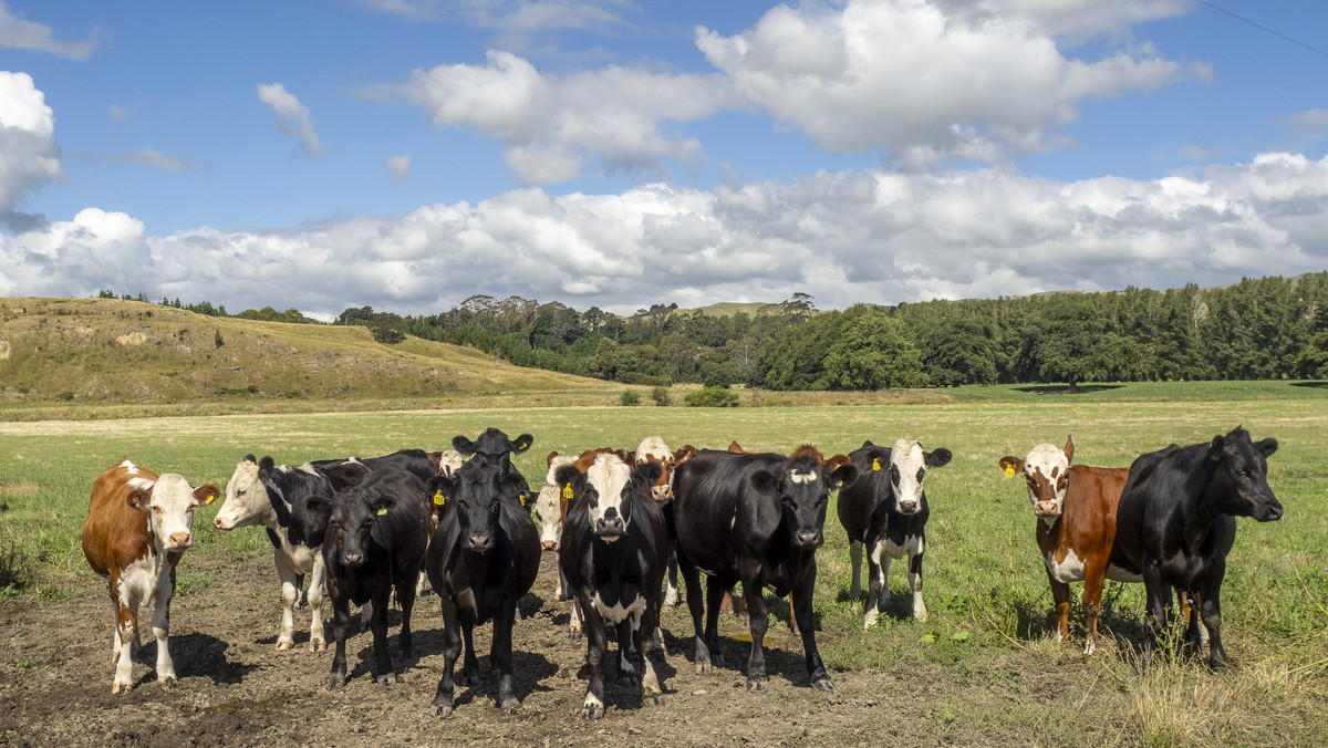 Fertile Soils in Sought after Location