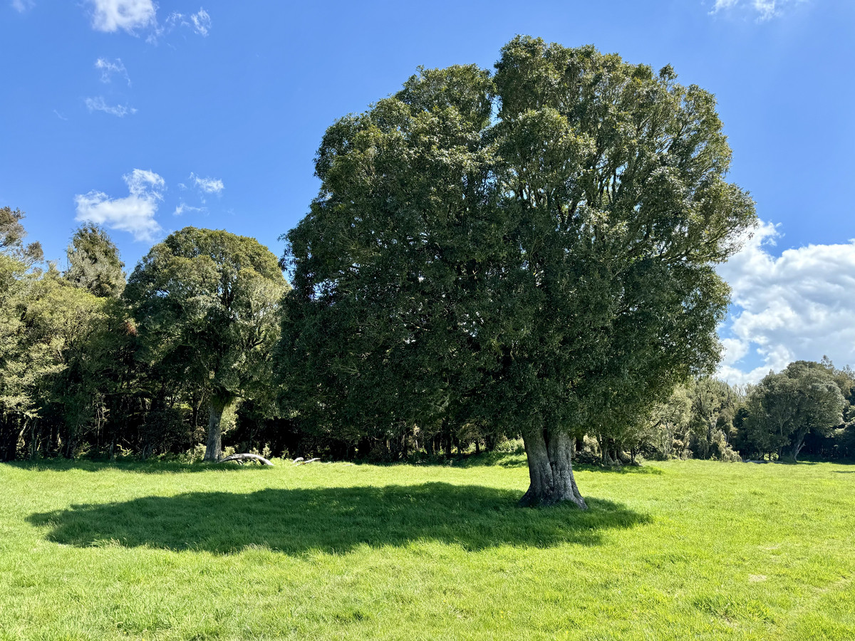 A Prime Bush Block Opportunity in Ruapehu