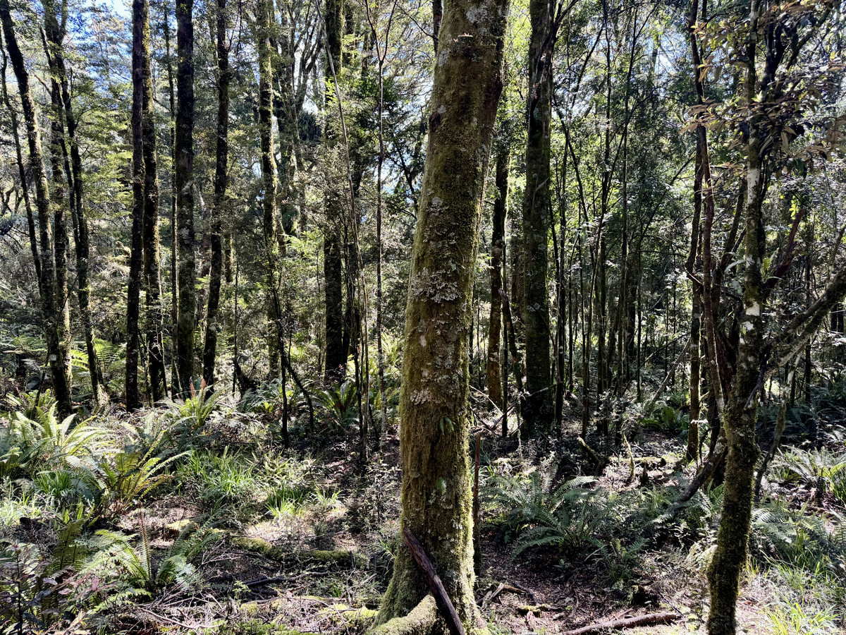 A Prime Bush Block Opportunity in Ruapehu