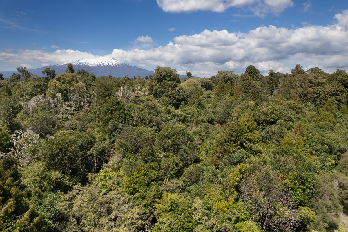 A Prime Bush Block Opportunity in Ruapehu