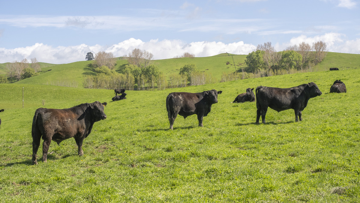 Morland – Exceptional Contour, Infrastructure and Reputation