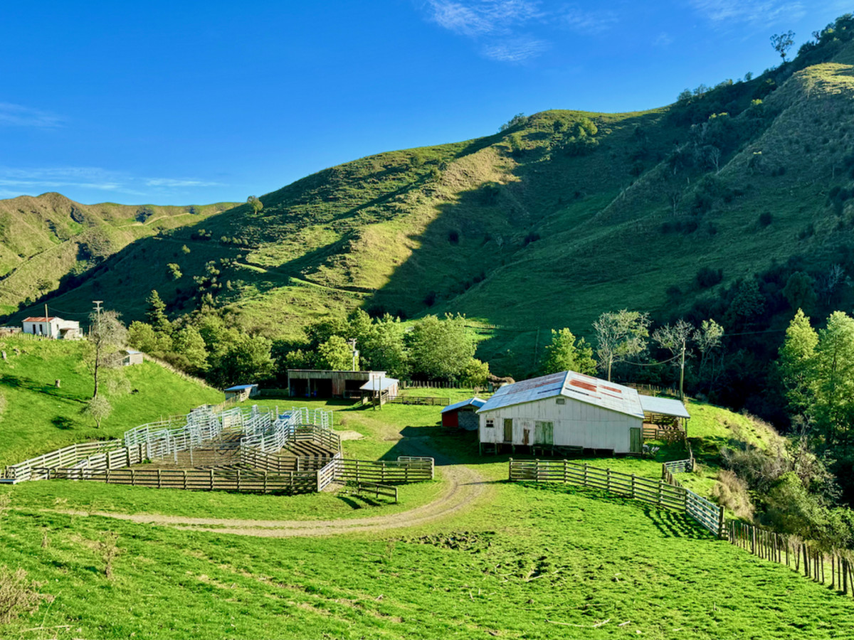 Kereru Farm - Price Reduced