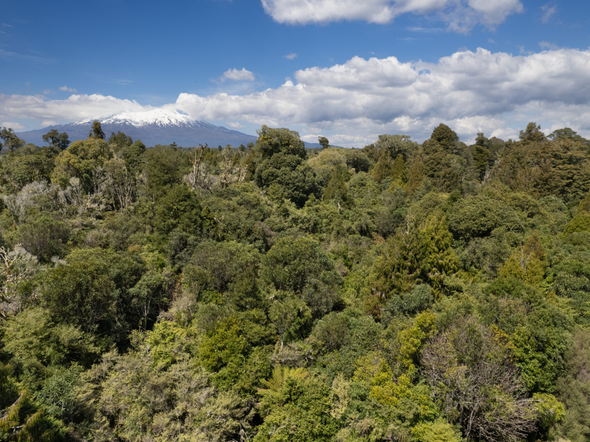 A Prime Bush Block Opportunity in Ruapehu