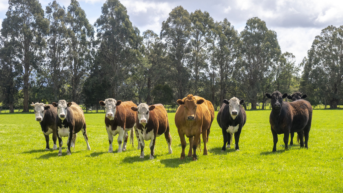 Versatile 44.8ha - 2 Titles, Great Location
