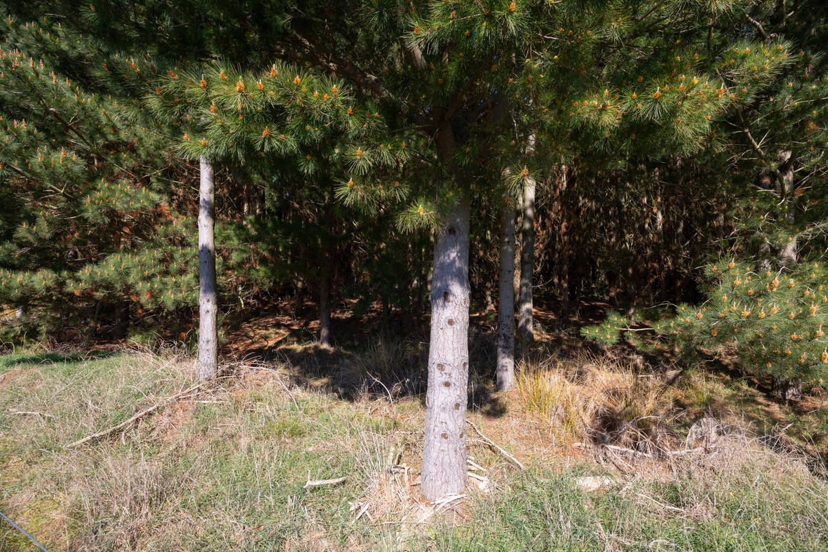 Ducks & Trees - Rarely Available