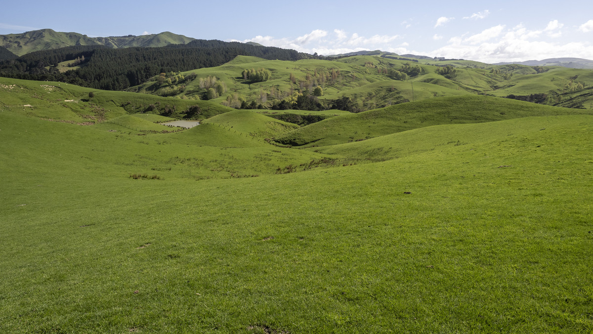 Glendonald Station – Reinvestment Exemplified - 975ha