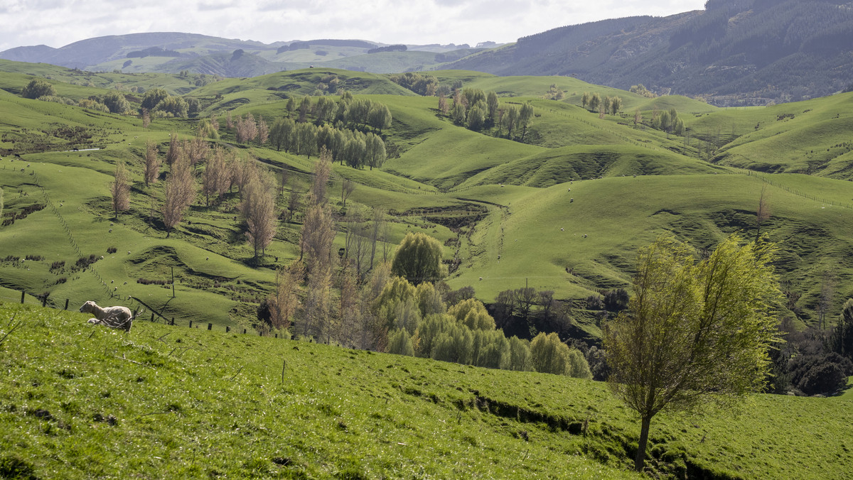 Glendonald Station – Reinvestment Exemplified - 975ha
