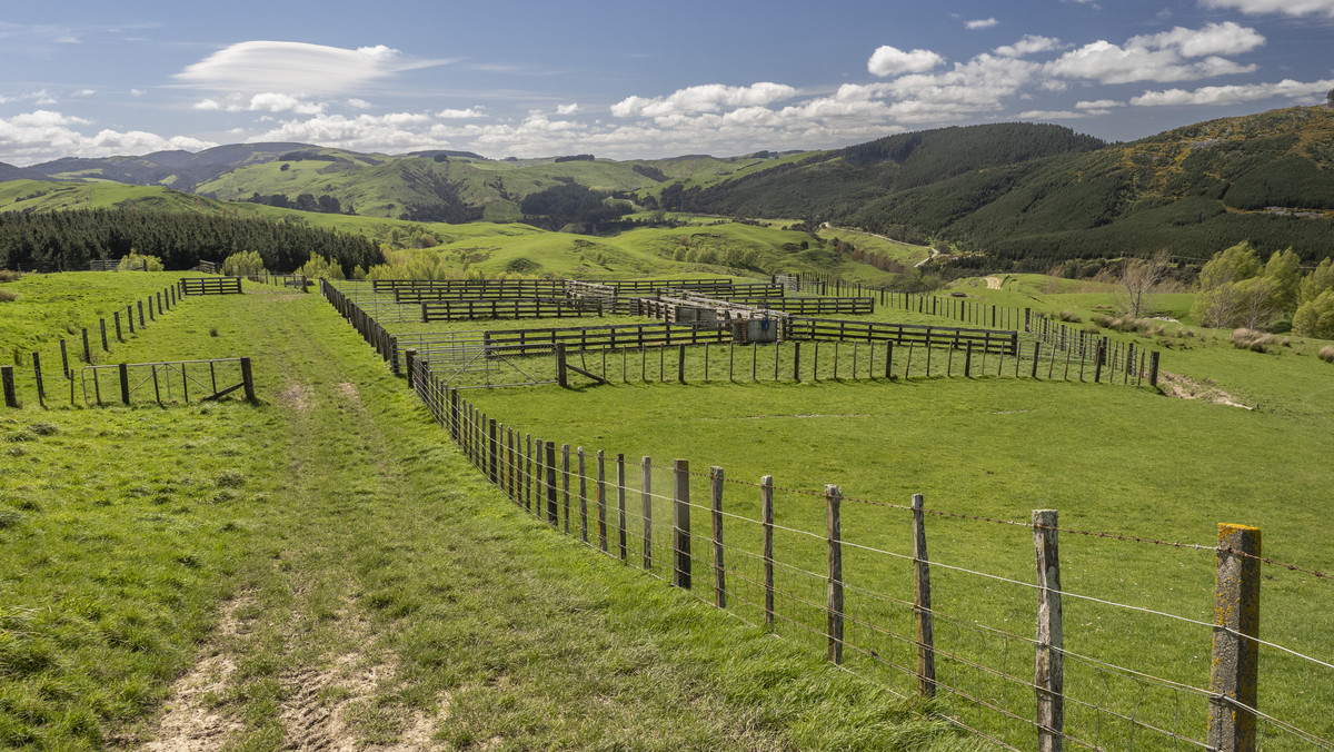 Glendonald Station – Reinvestment Exemplified - 975ha