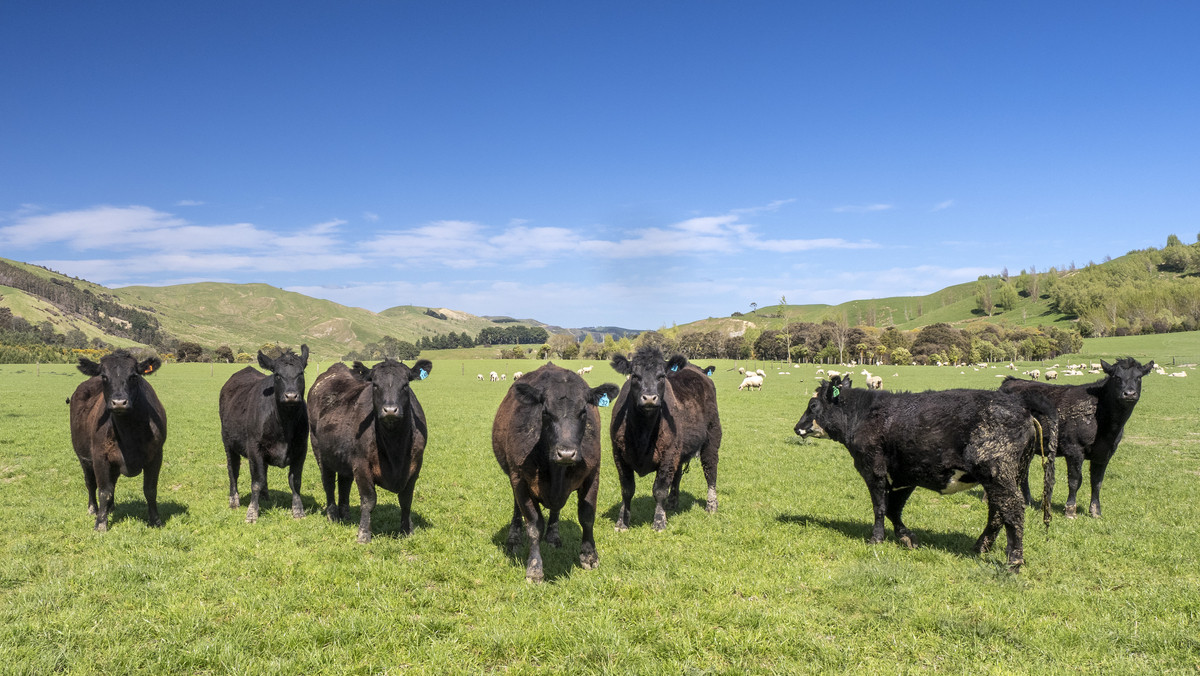 Glendonald Station – Reinvestment Exemplified - 975ha