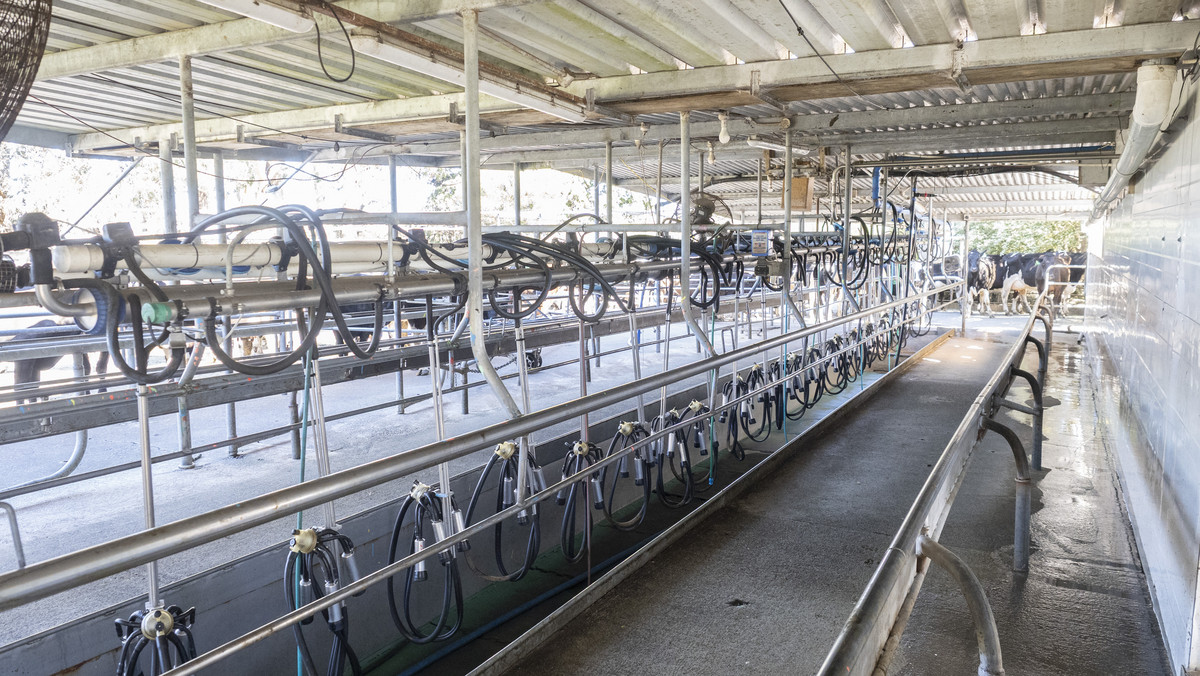 Productive, Irrigated Dairy Unit Close to Masterton