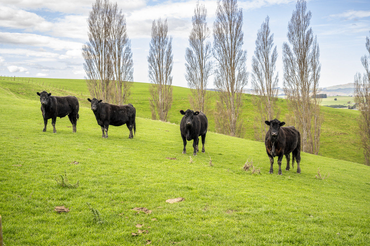 Location and opportunity – 359ha next to Waipawa