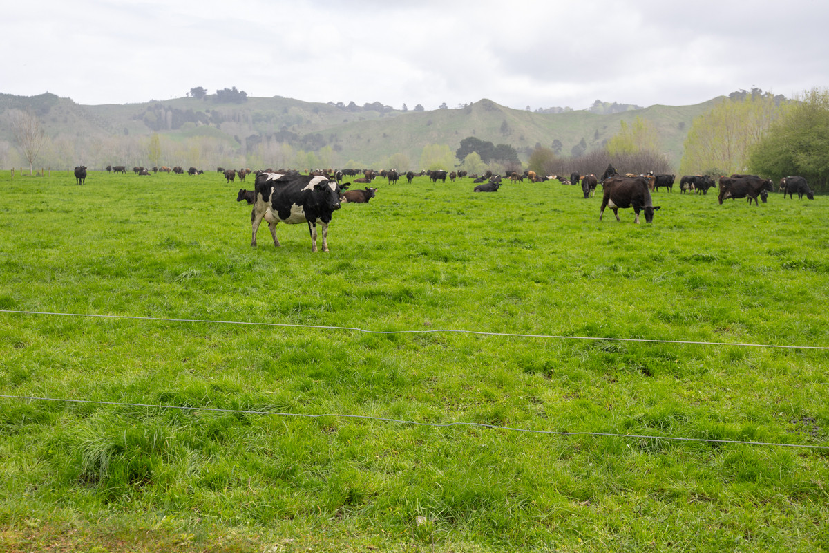 Quality Soils, Improvements & Handy To The City