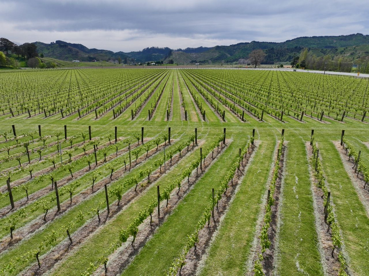 Finishing, Cropping and Viticulture options