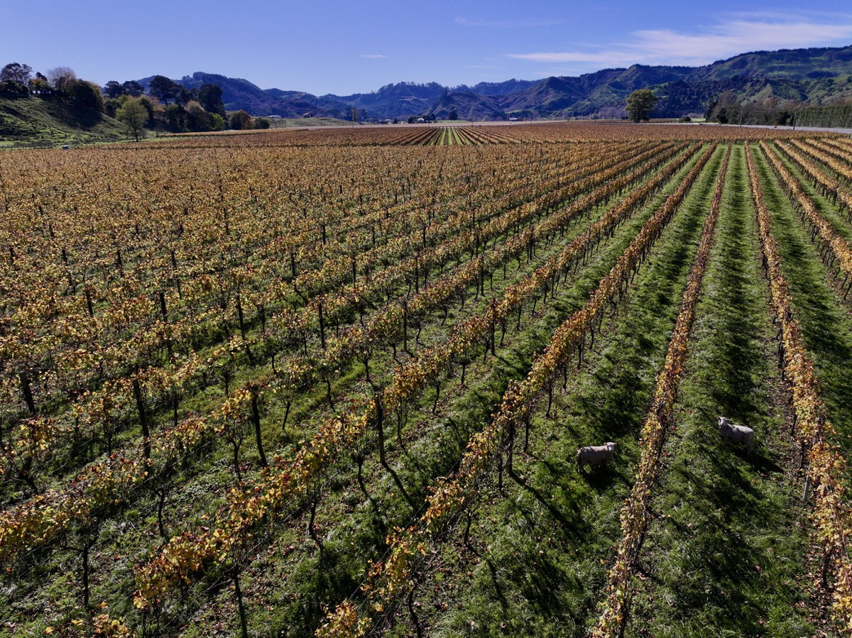 Finishing, Cropping and Viticulture options