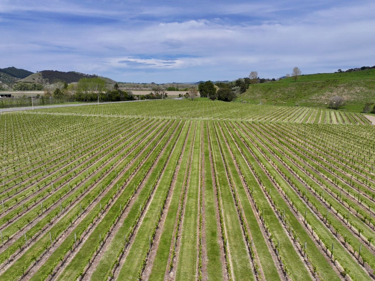 Finishing, Cropping and Viticulture options