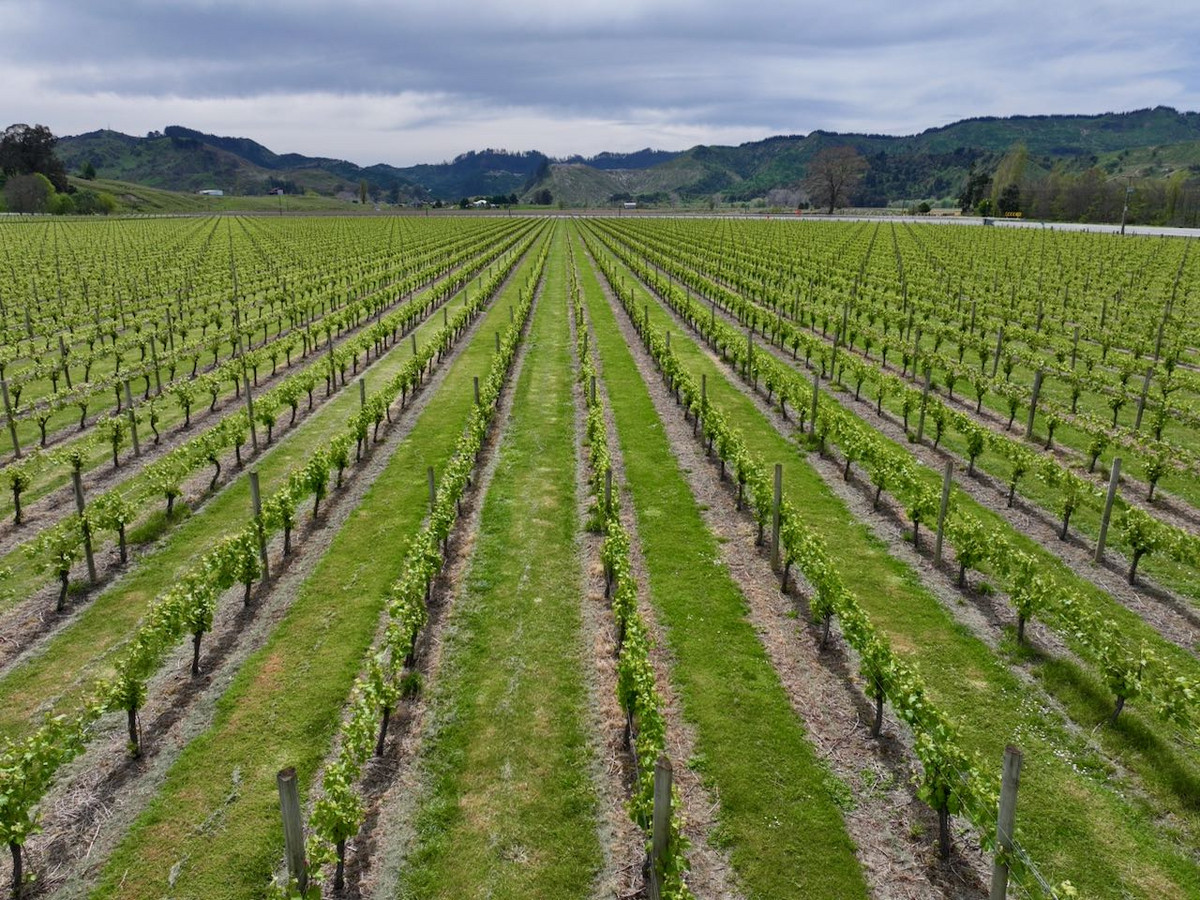 Finishing, Cropping and Viticulture options