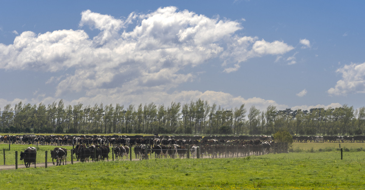 At $43,000/ha The Figures Speak for Themselves