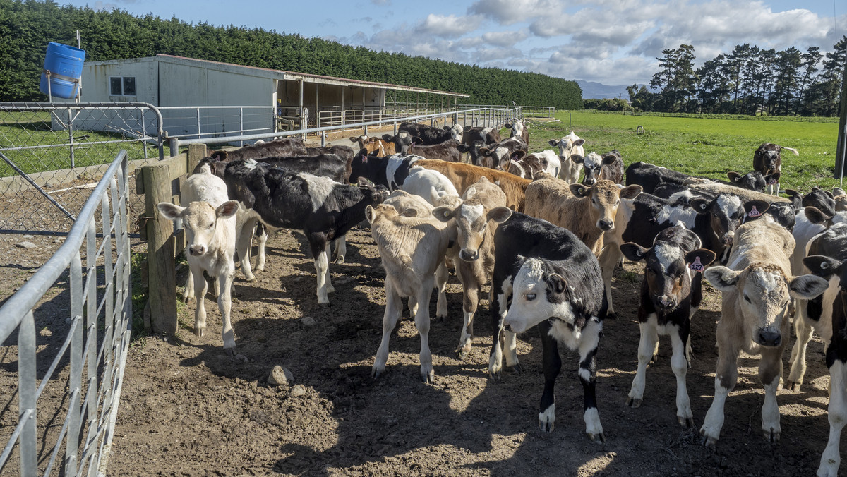 At $43,000/ha The Figures Speak for Themselves