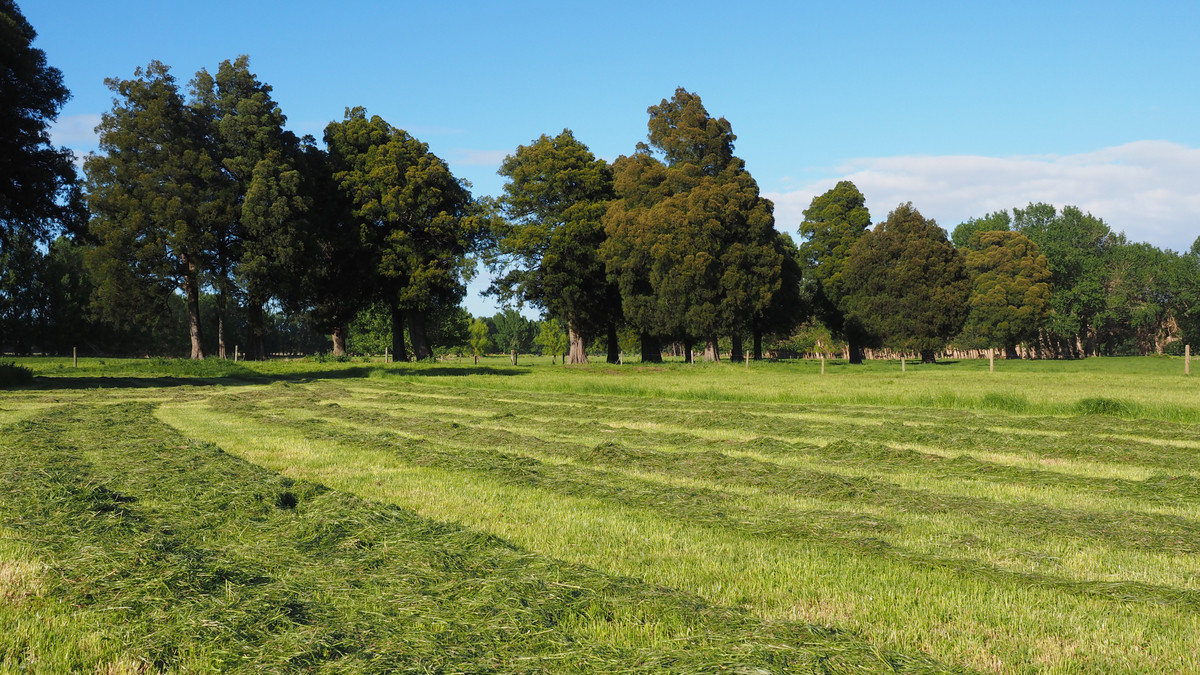 Irrigated Silts - Dairy Support, Finishing or Cropping Irrigated Silts - Dairy Support, Finishing or Cropping