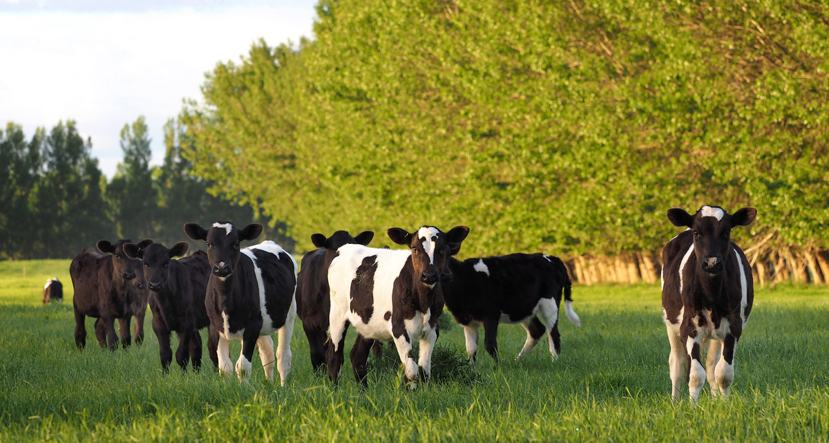 Irrigated Silts - Dairy Support, Finishing or Cropping