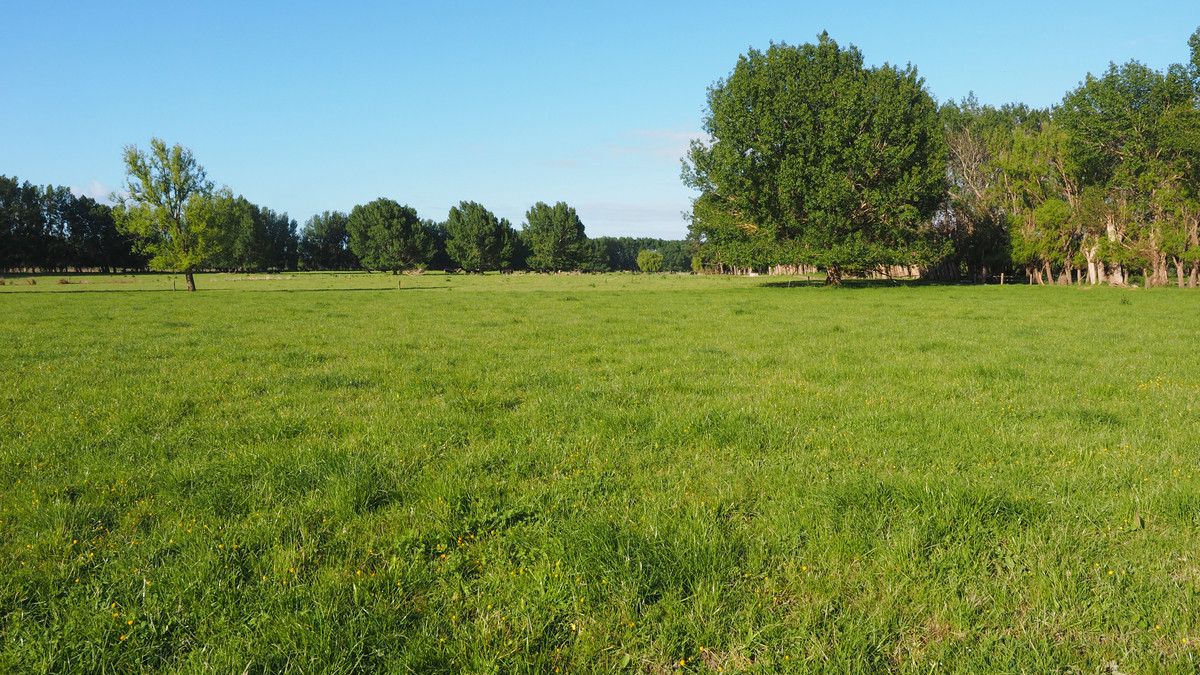 Irrigated Silts - Dairy Support, Finishing or Cropping