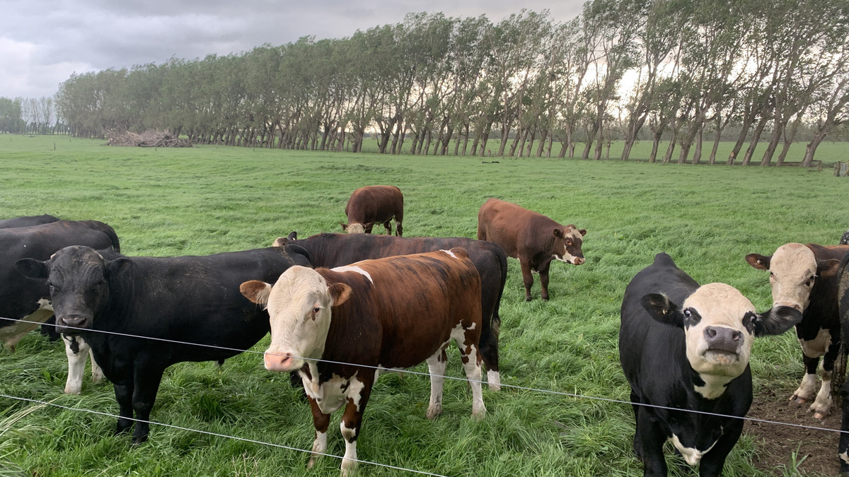 Irrigated Silts - Dairy Support, Finishing or Cropping