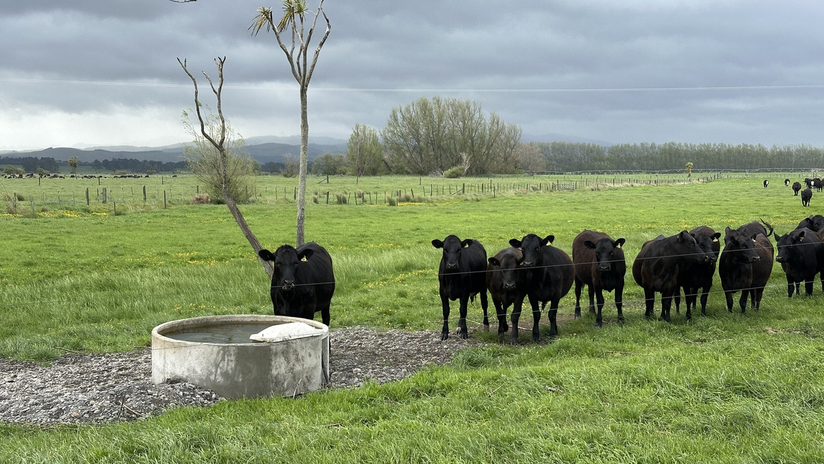 Irrigated Silts - Dairy Support, Finishing or Cropping