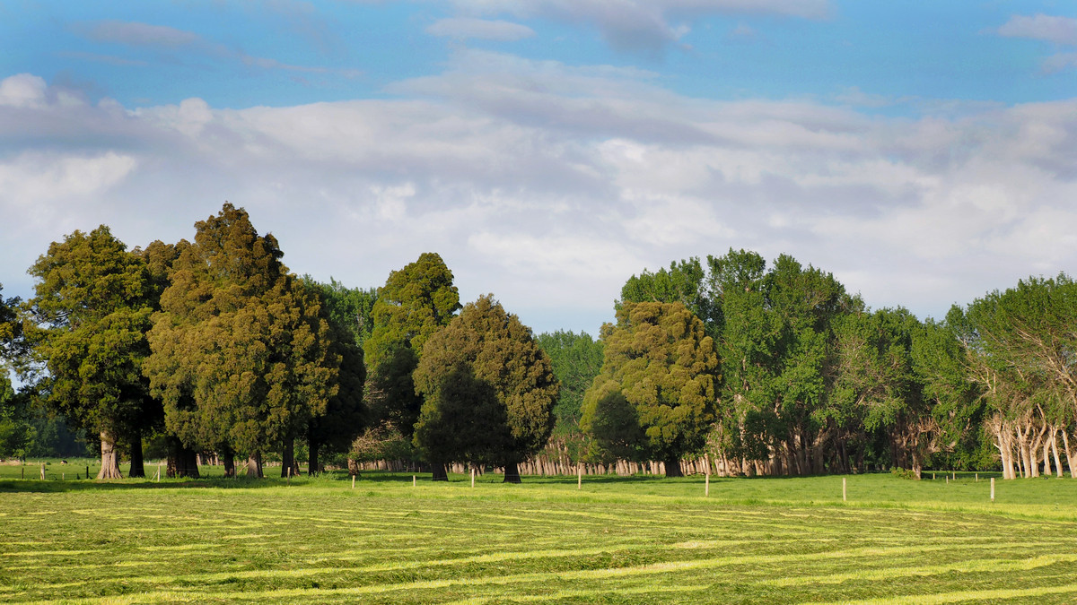 Irrigated Silts - Dairy Support, Finishing or Cropping