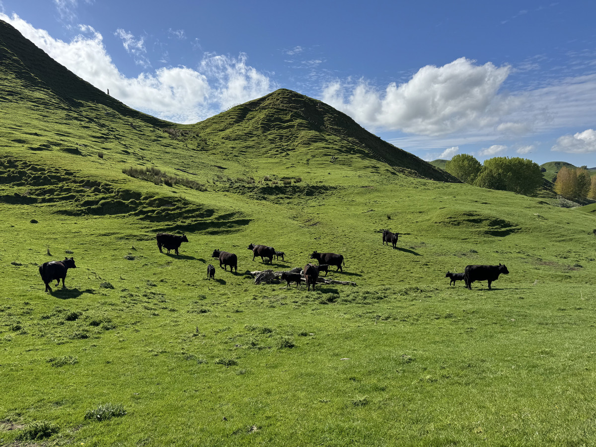 Double The Income, Double The Options