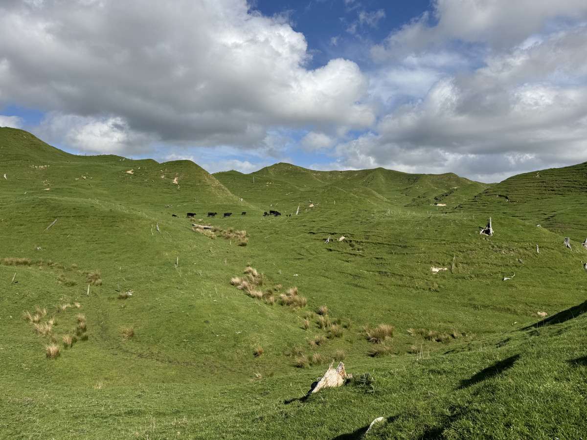 Double The Income, Double The Options