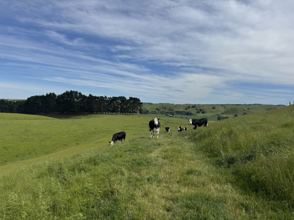 Great Balanced Contour Seeks A New Guardian