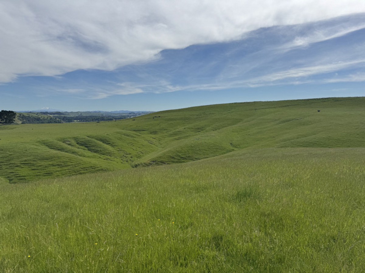 Great Balanced Contour Seeks A New Guardian