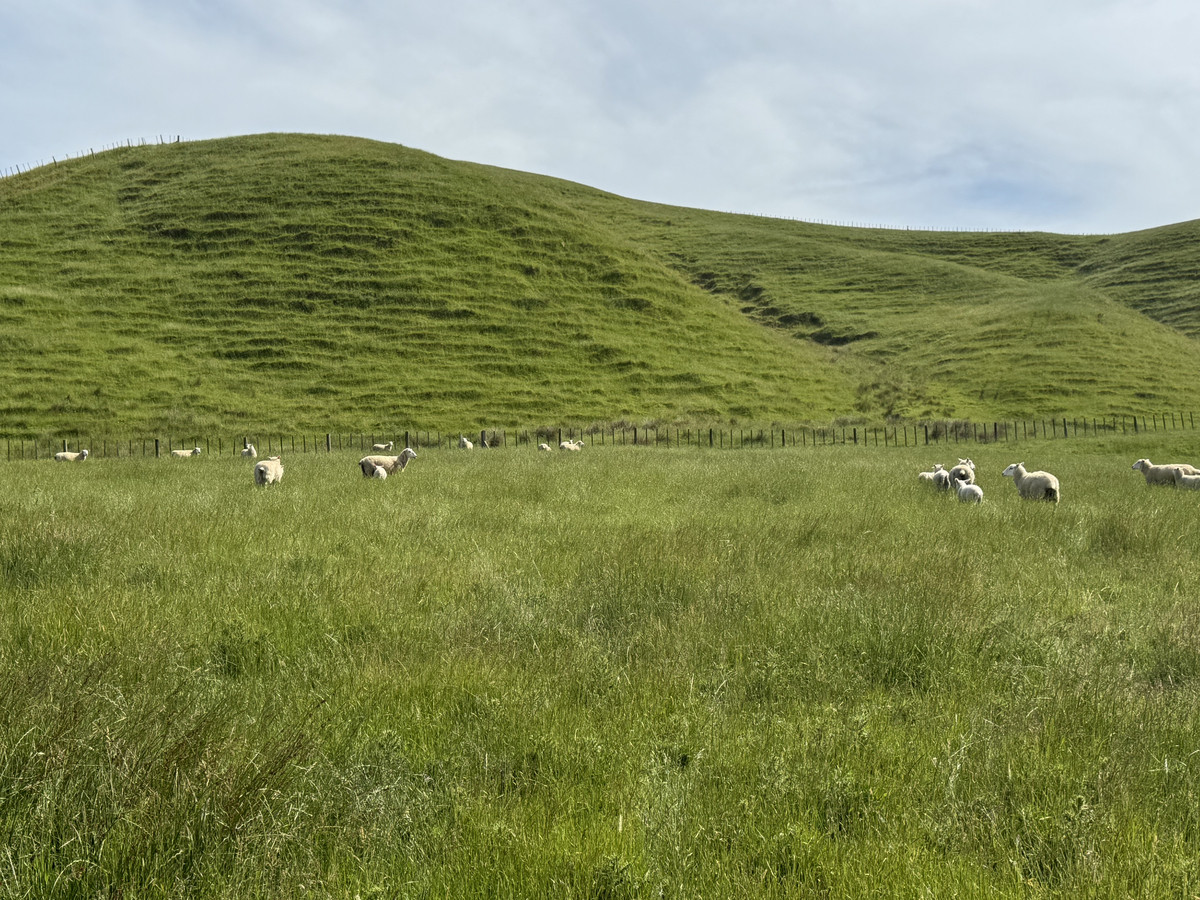 Great Balanced Contour Seeks A New Guardian
